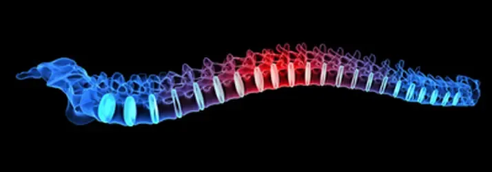 Digitally rendered spine with a color gradient, illustrating varying intensity along the vertebrae.